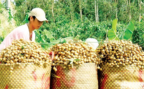 Trái cây ĐBSCL vào mùa - nỗi lo giá cả thất thường