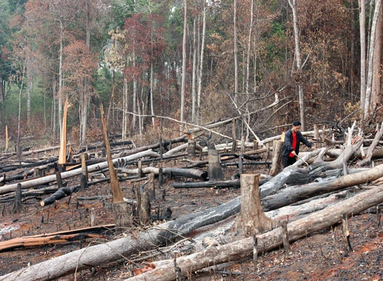 Đắk Nông: Đình chỉ chủ tịch xã để mất rừng