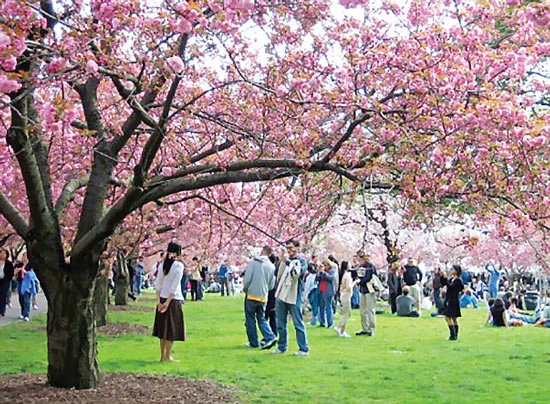 Ngắm hoa anh đào ở New York