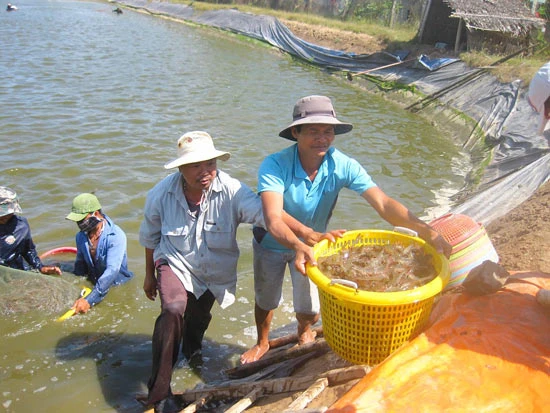 Lận đận… con tôm