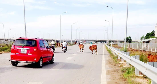 Thả bò ra đường gây mất an toàn giao thông