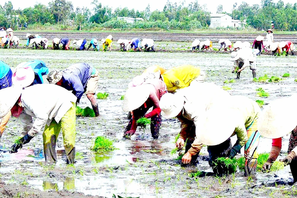 “Chủ tịch tập đoàn”… cấy mướn