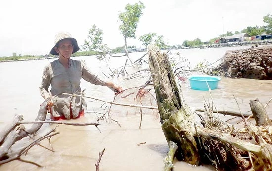 Liên kết ứng phó ngập, mặn, sạt lở