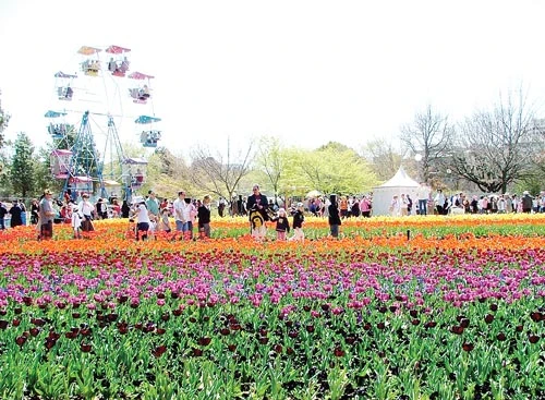 Ưu đãi đặc biệt cho chủ thẻ Master Card đến lễ hội hoa xuân Floriade - Úc Châu 2015