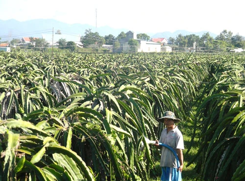 Bất ổn thanh long Bình Thuận