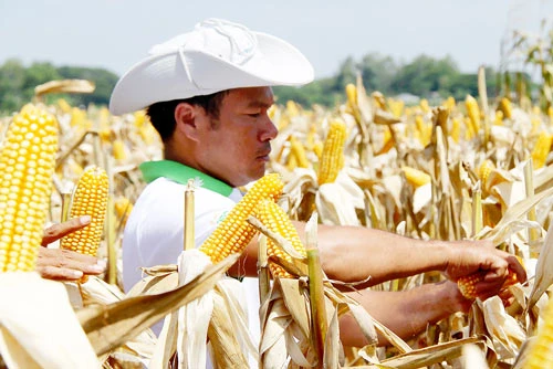 Nông hộ nhỏ và thị trường lớn ASEAN