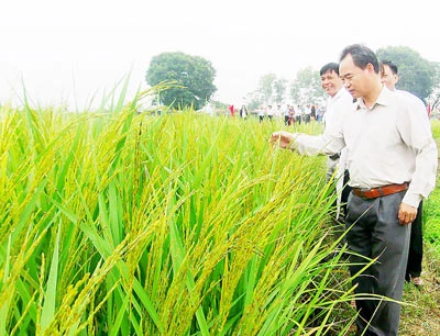 Tính kế sách mới cho ngành lúa gạo Việt Nam