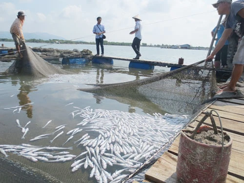 TP Vũng Tàu: Cá nuôi lồng chết hàng loạt