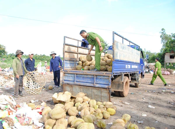 Tiêu hủy hơn 1.300kg sầu riêng nhúng hóa chất