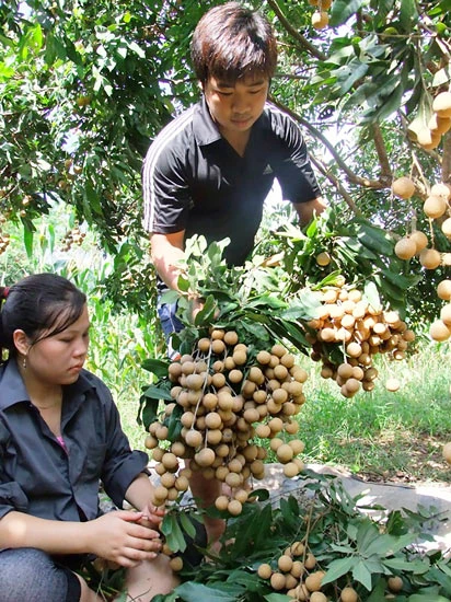 “Dịch chuyển” mùa trái chín