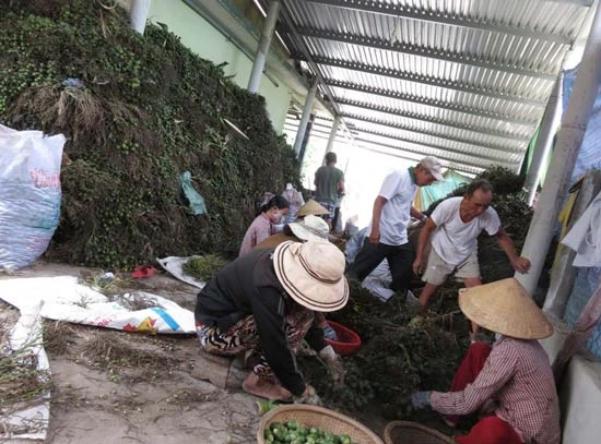 Lạ đời kiểu thương lái Trung quốc thu mua nông sản