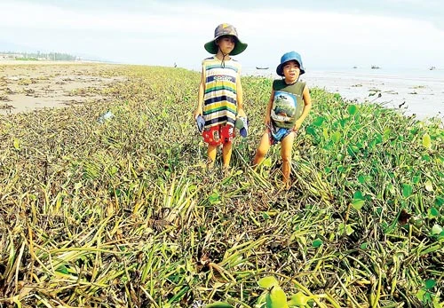 Cảng cá Cửa Sót, Hà Tĩnh - Bèo tràn dày đặc, cá chết hàng loạt