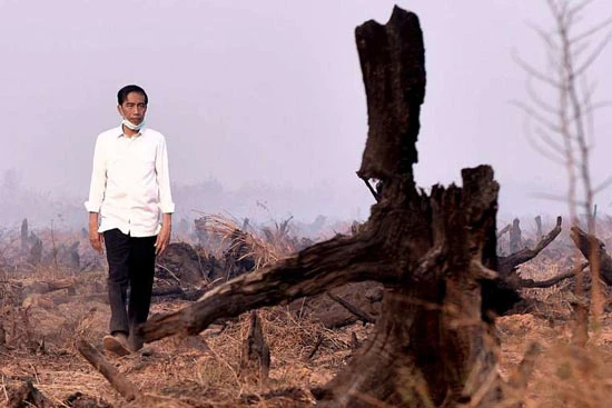 Indonesia cần 3 năm để giải quyết vấn đề khói bụi cháy rừng
