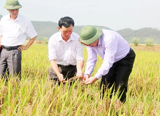 “Vẽ” màu lúa trên quê hương