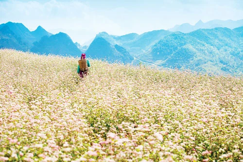 Về Hà Giang dự hội hoa tam giác mạch