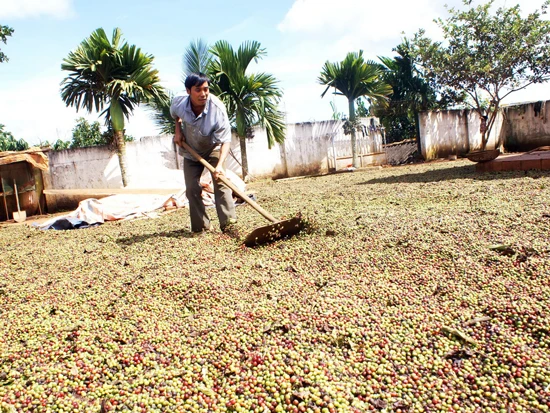 Lâm Đồng: Đến năm 2020 ổn định diện tích cà phê 150.000ha