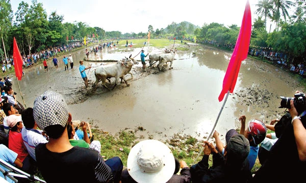 Sôi động đua bò An Giang