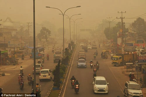 Indonesia cân nhắc ban bố tình trạng khẩn cấp vì cháy rừng