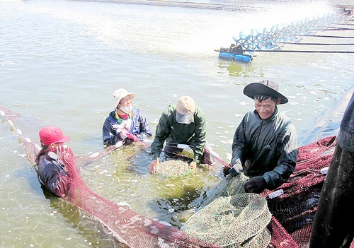 Chuyển mình nơi biển cạn