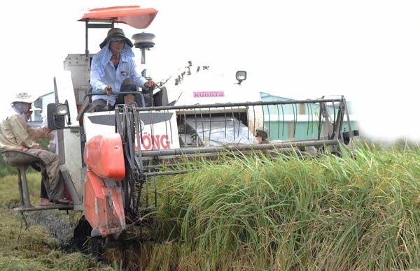 Tái cơ cấu ngành hàng lúa gạo: Ngoài tầm ngành nông nghiệp