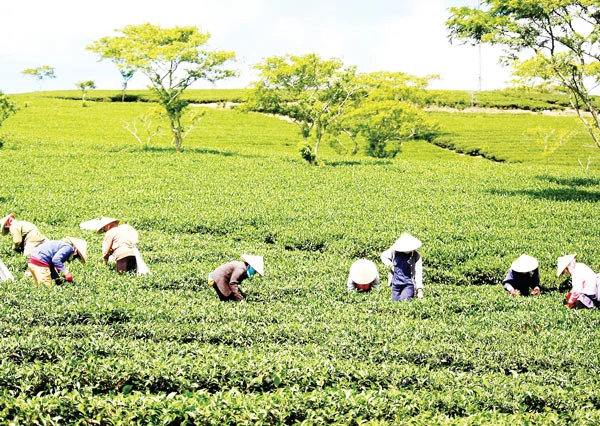 Gỡ khó cho cây trà