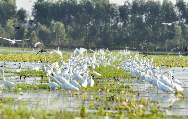 Láng Sen được công nhận là khu Ramsar thứ 7 của Việt Nam