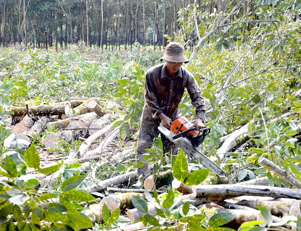 Bình Phước: Ồ ạt chặt cây cao su đang thời kỳ kinh doanh