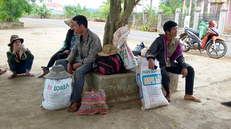 Tây Nguyên “khát” lao động hái cà phê