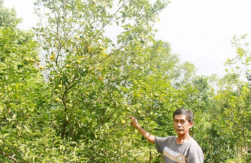 Mùa quýt ngọt bên sông Rào Trổ