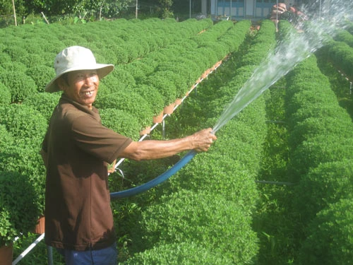 Cao điểm trồng hoa tết