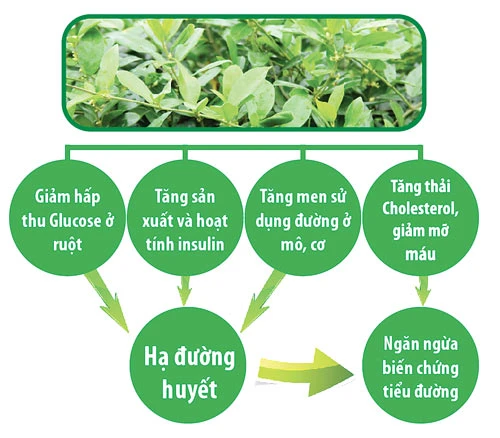 Dây thìa canh chuẩn hóa - Chìa khóa vàng cho bệnh nhân tiểu đường