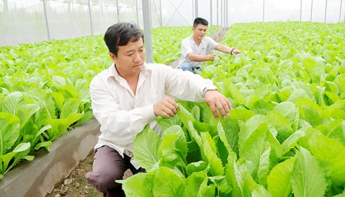 “Làn sóng” nông nghiệp công nghệ cao từ Nhật Bản