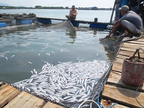 Bà Rịa - Vũng Tàu: 35 hộ nuôi cá lồng bè khởi kiện doanh nghiệp gây ô nhiễm