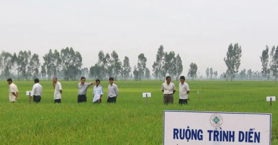 Sản xuất lúa gạo theo tiêu chuẩn quốc tế SRP