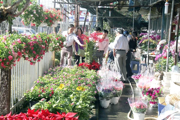 Hoa kiểng tết: Giá tại vườn không tăng nhiều