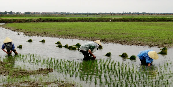 Quảng Bình: 4.500ha lương thực, hoa màu bị rét gây hại nặng