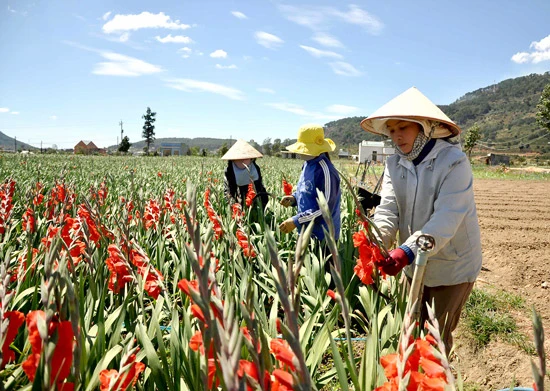 Trồng hoa vẫn nhờ… trời