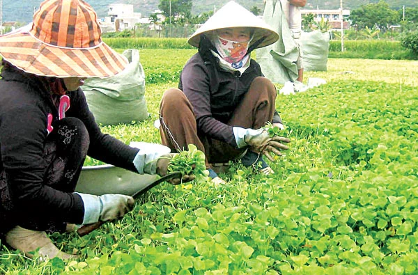 Miền Trung: Lúa chết, dịch bệnh hoành hành