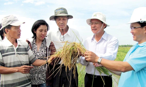 Thuần hóa nhiều giống lúa chịu hạn, mặn