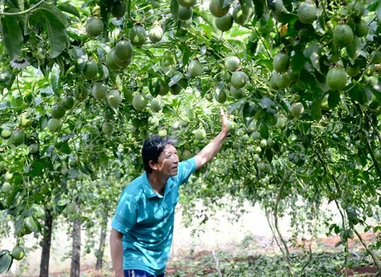 Đua nhau trồng chanh dây: Đừng vì lợi trước mắt