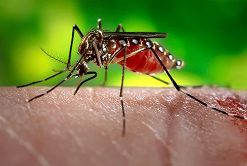 Hàn Quốc ghi nhận trường hợp nhiễm virus Zika đầu tiên