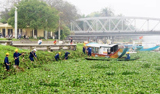 Lục bình xuất hiện bất thường đầy sông Hương