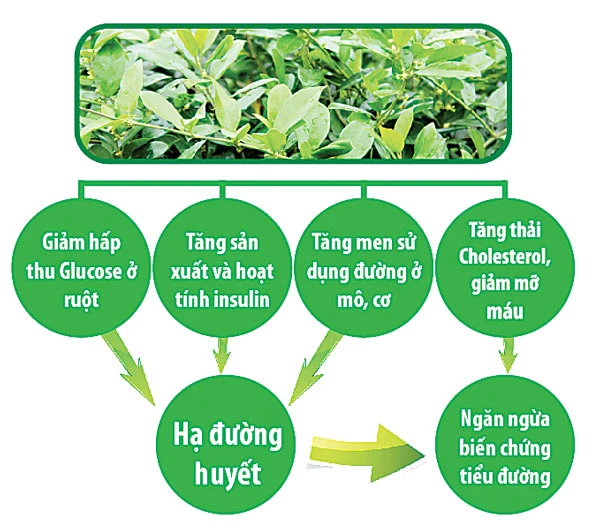 Không nên tự ý dùng Dây thìa canh chữa trị tiểu đường?