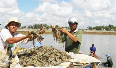 “Té nước theo mưa”, tôm sú miền Bắc “hét” 450.000 đồng/kg