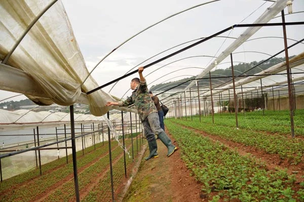 Đà Lạt: Lốc xoáy làm tốc mái hơn 20ha nhà kính