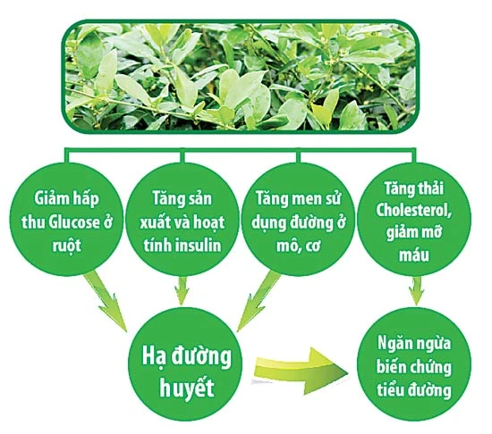 Chuyên gia lý giải: Dây thìa canh đặc trị bệnh tiểu đường?