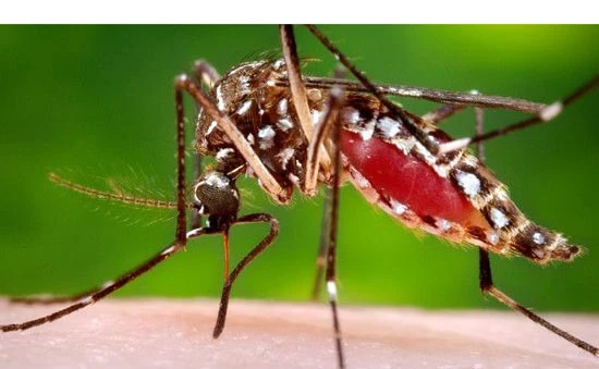 Mỹ xác nhận trường hợp tử vong đầu tiên do virus Zika