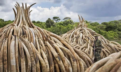 Kenya đốt hơn 100 tấn ngà voi và 1,5 tấn sừng tê giác