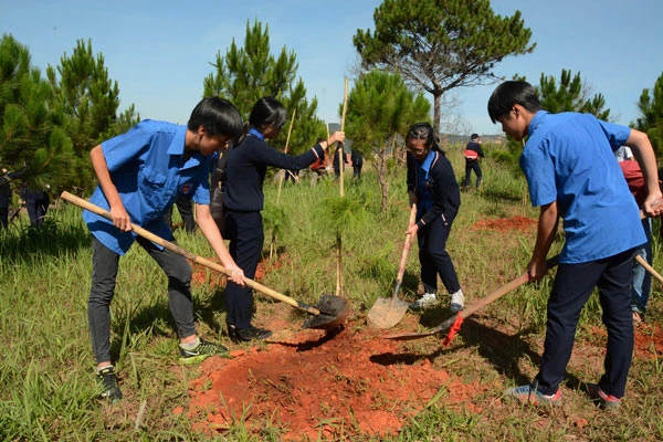 Đà Lạt: Trồng mới hơn 1.000 cây thông