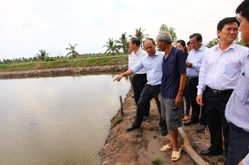 Cà Mau: Tôm chết, thiệt hại trên 260 tỷ đồng